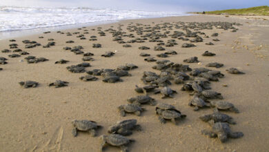 Playa vacía por cuarentena ve nacer más de 100 tortugas en peligro de extinción