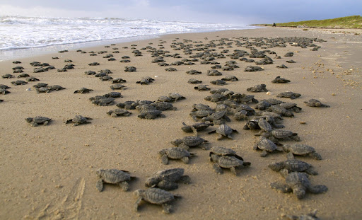 Playa vacía por cuarentena ve nacer más de 100 tortugas en peligro de extinción