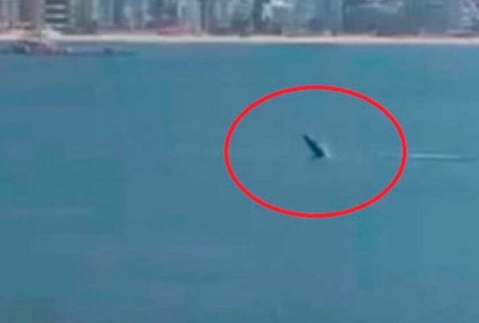 Captan a ballena paseando por costas de Acapulco