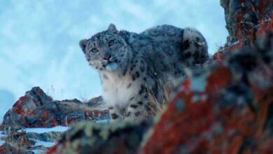 Captan a leopardo de las nieves en Rusia
