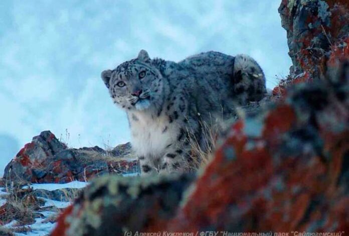 Captan a leopardo de las nieves en Rusia