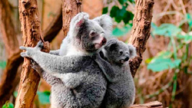 Liberan a koalas en la naturaleza tras incendios