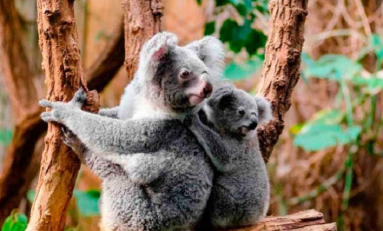 Liberan a koalas en la naturaleza tras incendios