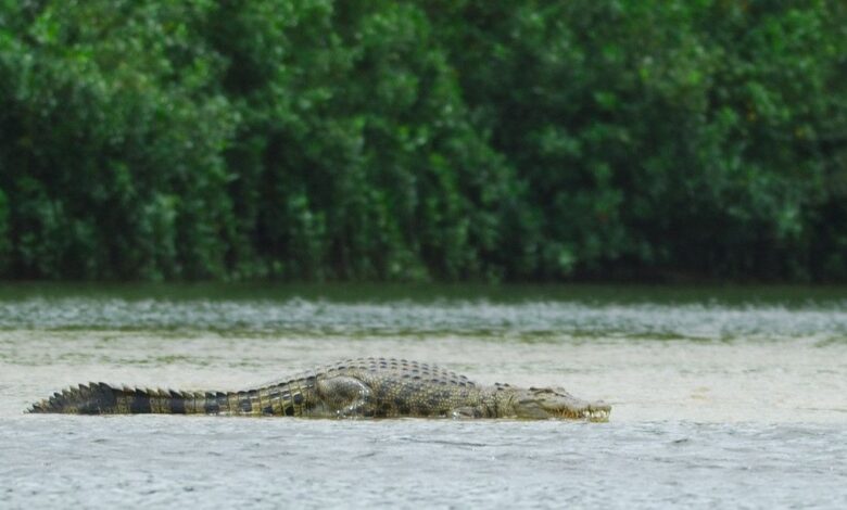 Cocodrilo ataca a mujer que lavaba en un río