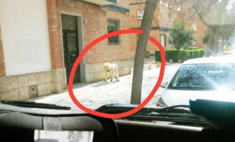 Se disfraza de perro para evitar multa en cuarentena