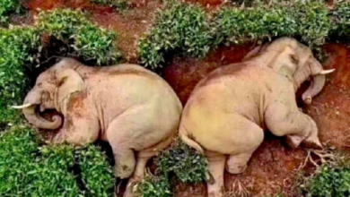 Dos elefantes se ‘emborrachan’ en una granja de China