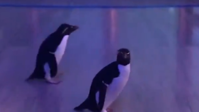 Video: Cierran acuario y dejan a pingüinos recorrer instalaciones