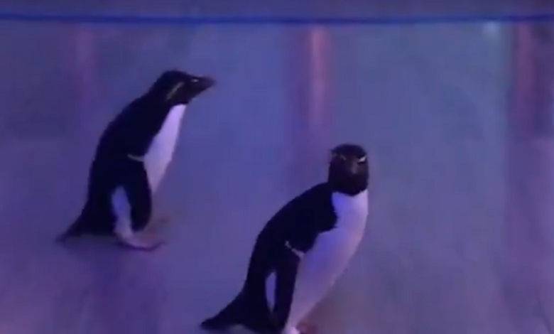 Video: Cierran acuario y dejan a pingüinos recorrer instalaciones