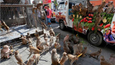 Video: Pelea de monos por comida provoca caos