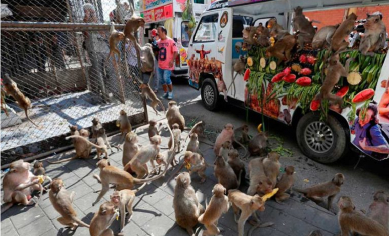 Video: Pelea de monos por comida provoca caos