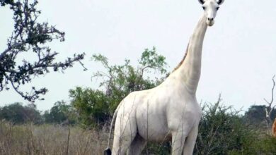 Matan a la única jirafa blanca hembra de Kenia y está al borde de la extinción