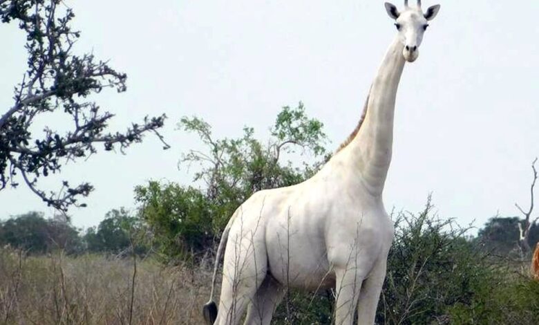 Matan a la única jirafa blanca hembra de Kenia y está al borde de la extinción