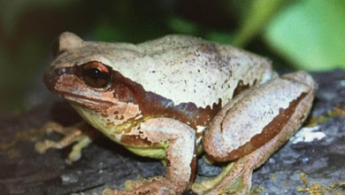 Especie de rana llevará nombre de profesor de UNAM