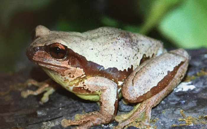 Especie de rana llevará nombre de profesor de UNAM