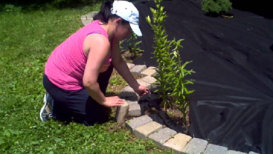 Pasar tiempo en el jardín podría mejorar salud física y mental: Estudio