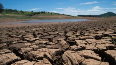 Causarán sequías y olas de calor mortandad masiva de árboles