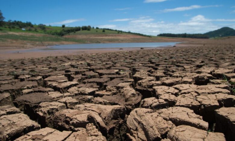 Causarán sequías y olas de calor mortandad masiva de árboles