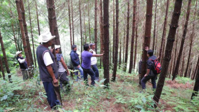 Organizaciones civiles impulsan iniciativa para proteger los bosques