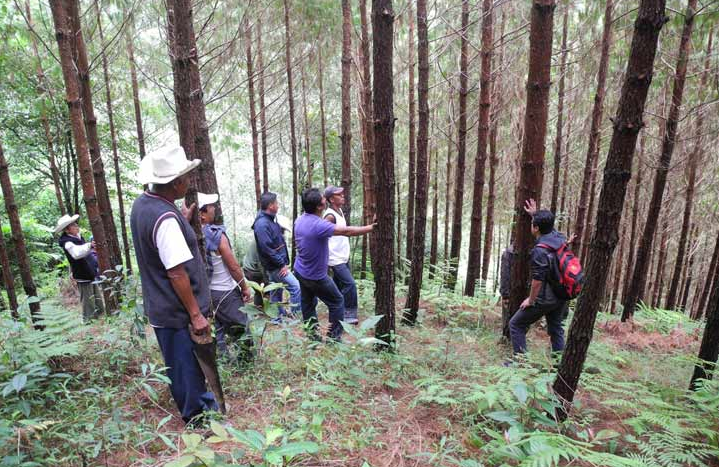 Organizaciones civiles impulsan iniciativa para proteger los bosques