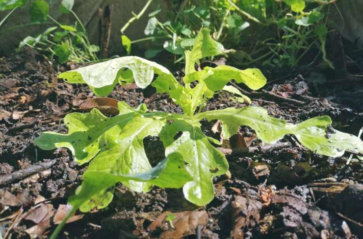 Camas capilares de cultivo, opción para producir hortalizas en casa