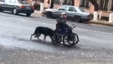 Perrito ayuda a su dueño a moverse por la ciudad