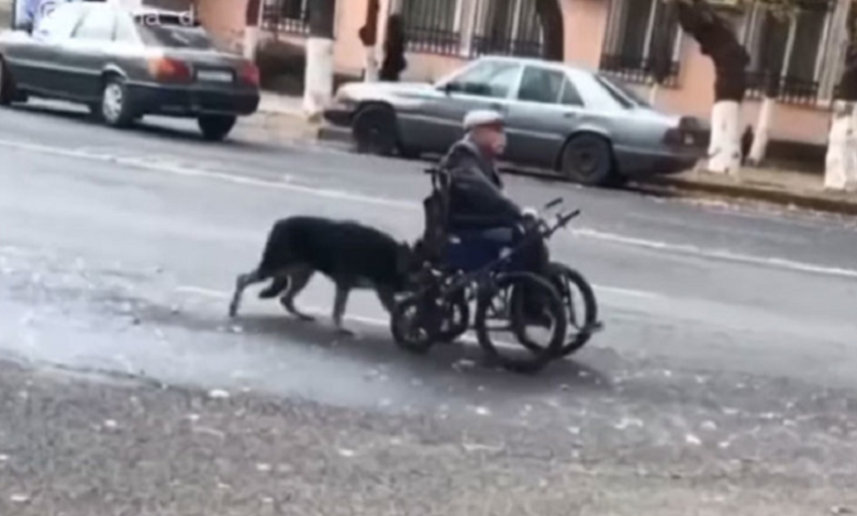 Perrito ayuda a su dueño a moverse por la ciudad