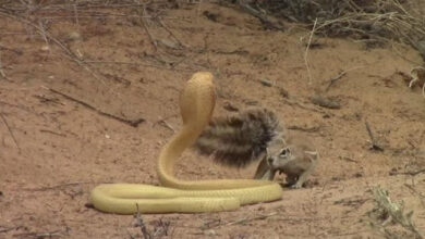 Captan en video ardilla que se enfrenta a cobra gigante