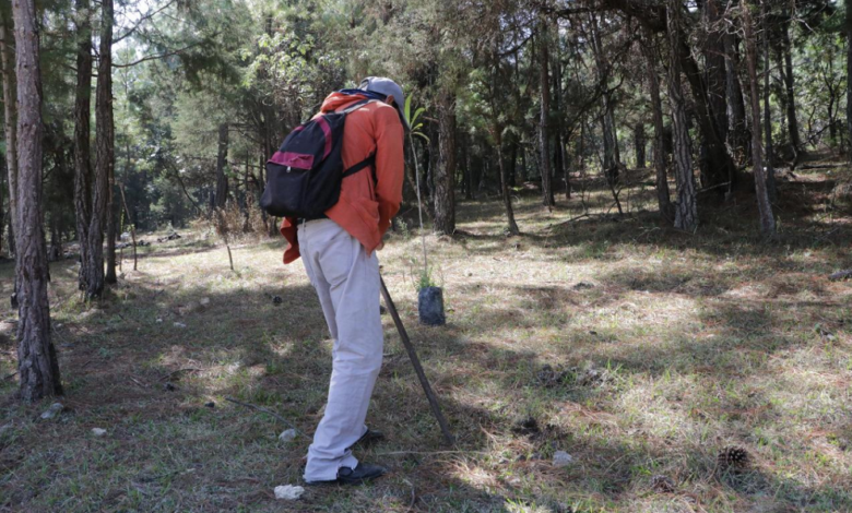 Lo obligan a plantar 100 árboles por provocar incendio