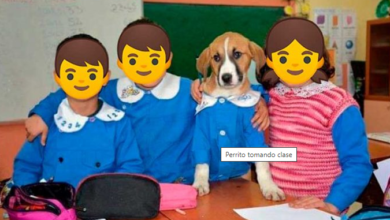 Adoptan a perrito para darle clases en escuela de Turquía