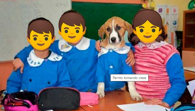 Adoptan a perrito para darle clases en escuela de Turquía