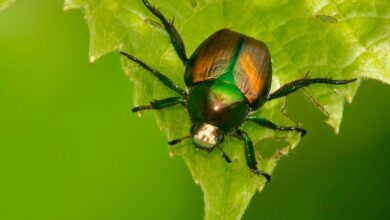 500 mil especies de insectos están en riesgo de extinción
