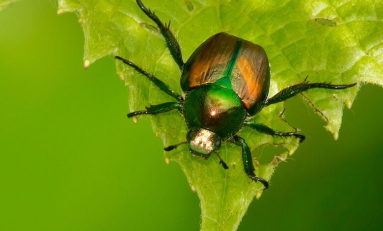 500 mil especies de insectos están en riesgo de extinción