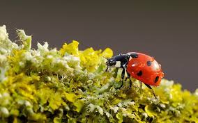 Insectos y musgos resisten a la pérdida de biodiversidad