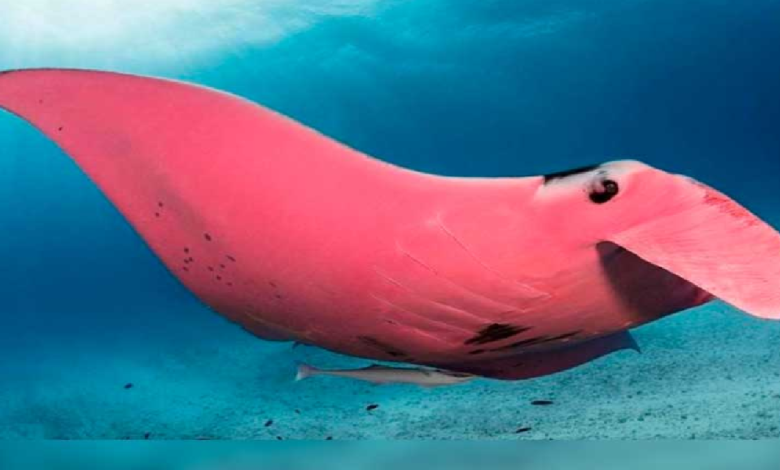 Capturan en imagen a la única mantarraya rosa del mundo