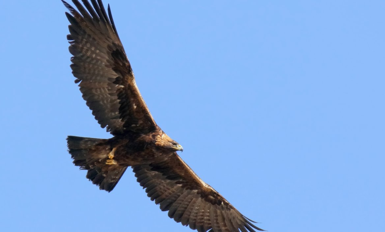 Liberan un águila real y once aves de presa