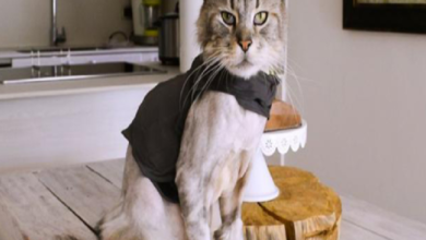 ‘Romeo’, el primer gato con marcapasos