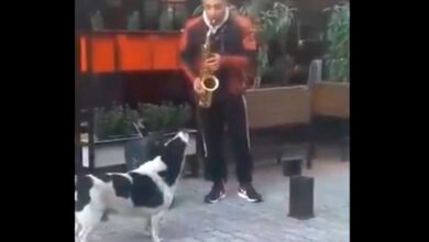 Perrito hace dueto con saxofonista