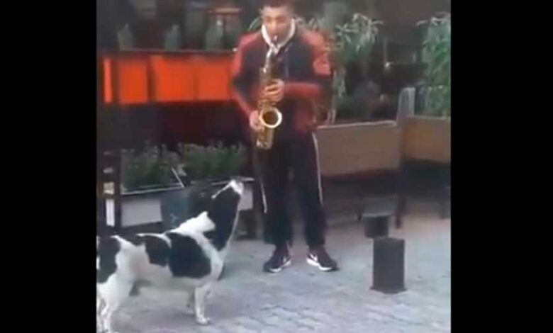 Perrito hace dueto con saxofonista