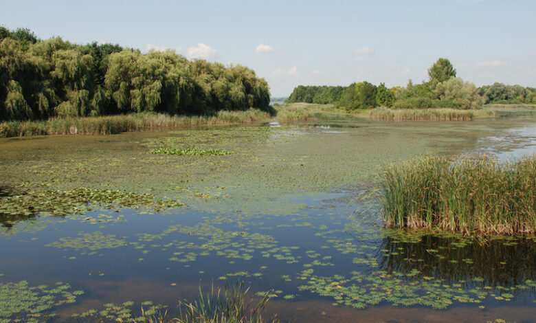 Humedales desaparecen tres veces más rápido que los bosques