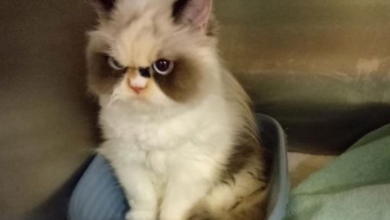 Ya reencarnó “Grumpy Cat”