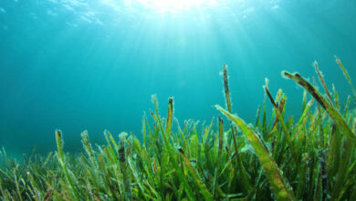 Consumo de algas mejorarían salud gastrointestinal