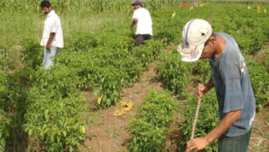 Agroecología, insuficiente para alimentar al mundo