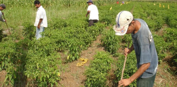 Agroecología, insuficiente para alimentar al mundo