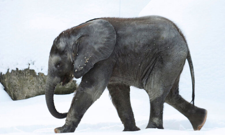 Una elefanta escapa para bañarse en la nieve #Video