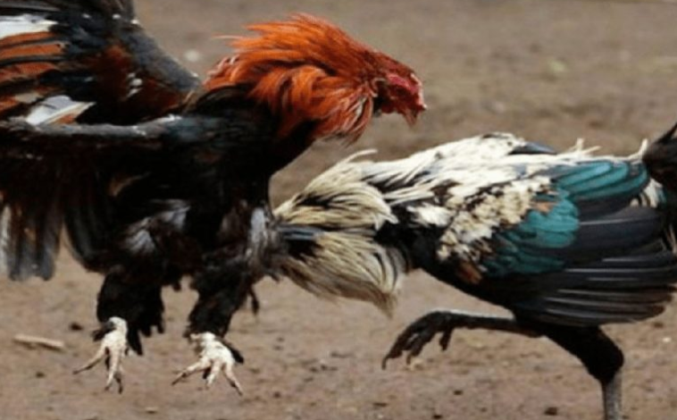 Gallo de pelea mata a hombre