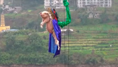 Video: Promocionan parque lanzando a cerdito de bungee