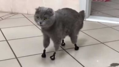 Gatita vuelve a caminar gracias a prótesis