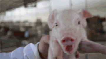 Video: Lanzan a cerdo desde helicóptero