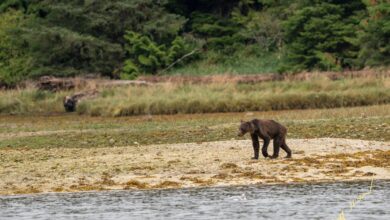 Alerta mundial por crisis climática