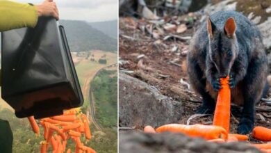 Helicópteros lanzan verduras para los animales de Australia